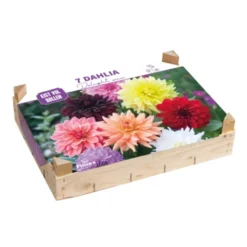 Bloembollenpakket - Dahlia Surprise Mix